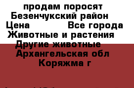 продам поросят .Безенчукский район  › Цена ­ 2 500 - Все города Животные и растения » Другие животные   . Архангельская обл.,Коряжма г.